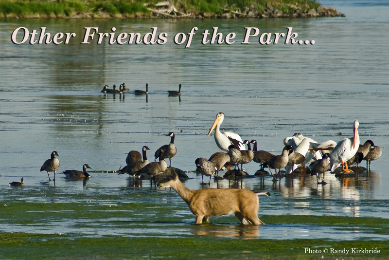 A deer, pelican, and several geese in the Columbia River